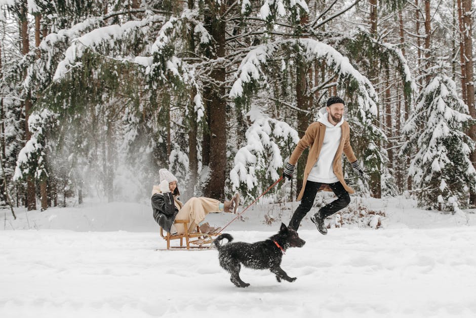 Image for 9. Experience a Dog Sledding Adventure